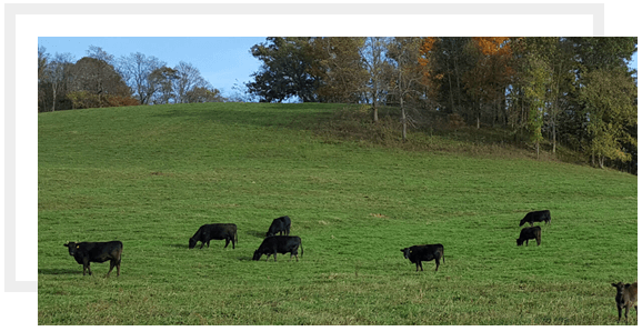 A group of black cows grazing in the grass.