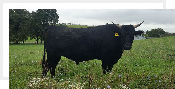 A black cow standing in the grass with yellow tags on its ear.